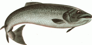 salmon-2
